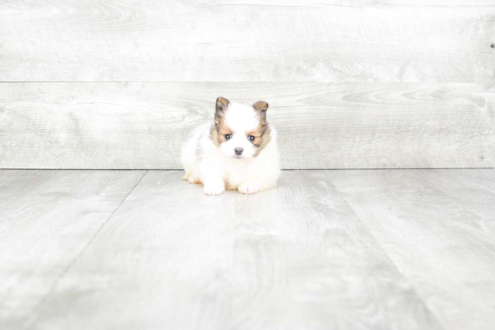 Small Pomeranian Purebred Pup