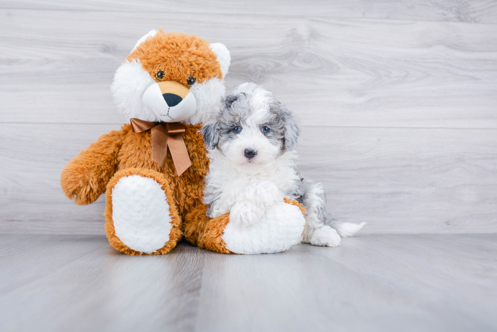 Best Mini Sheepadoodle Baby