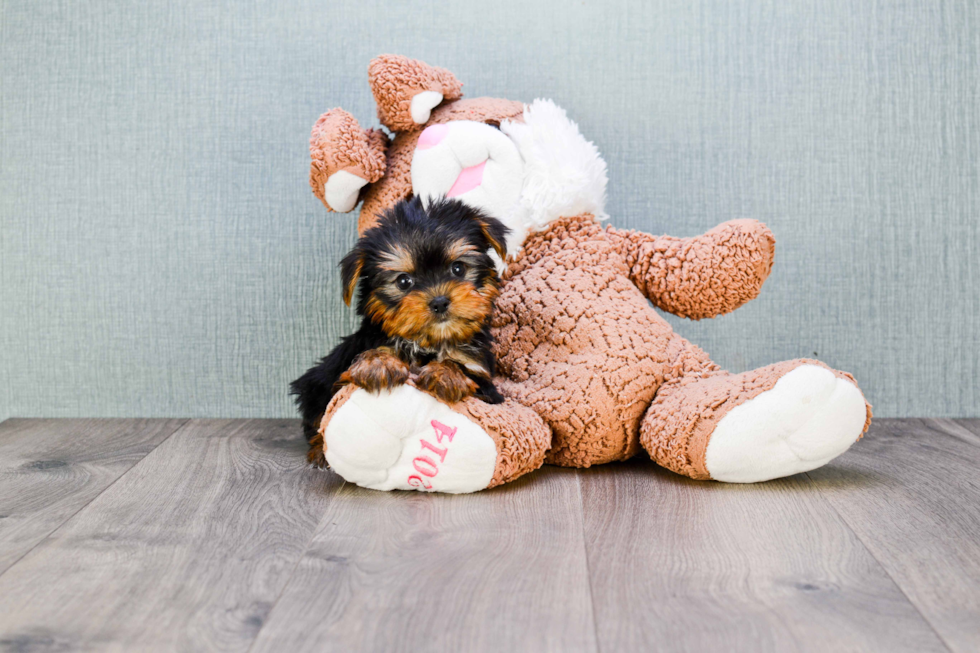 Meet Trigger - our Yorkshire Terrier Puppy Photo 