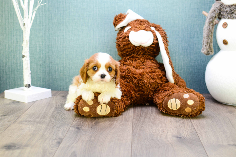 Best Cavalier King Charles Spaniel Baby
