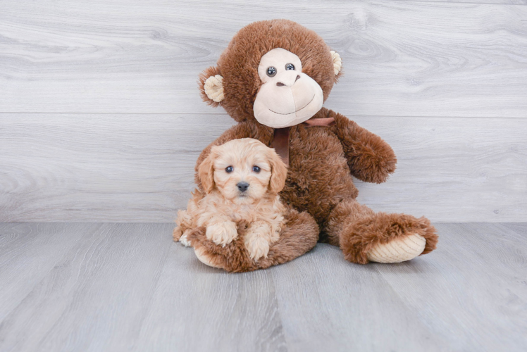 Little Cavoodle Poodle Mix Puppy