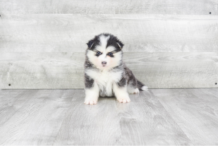 Adorable Mini Husky Designer Puppy