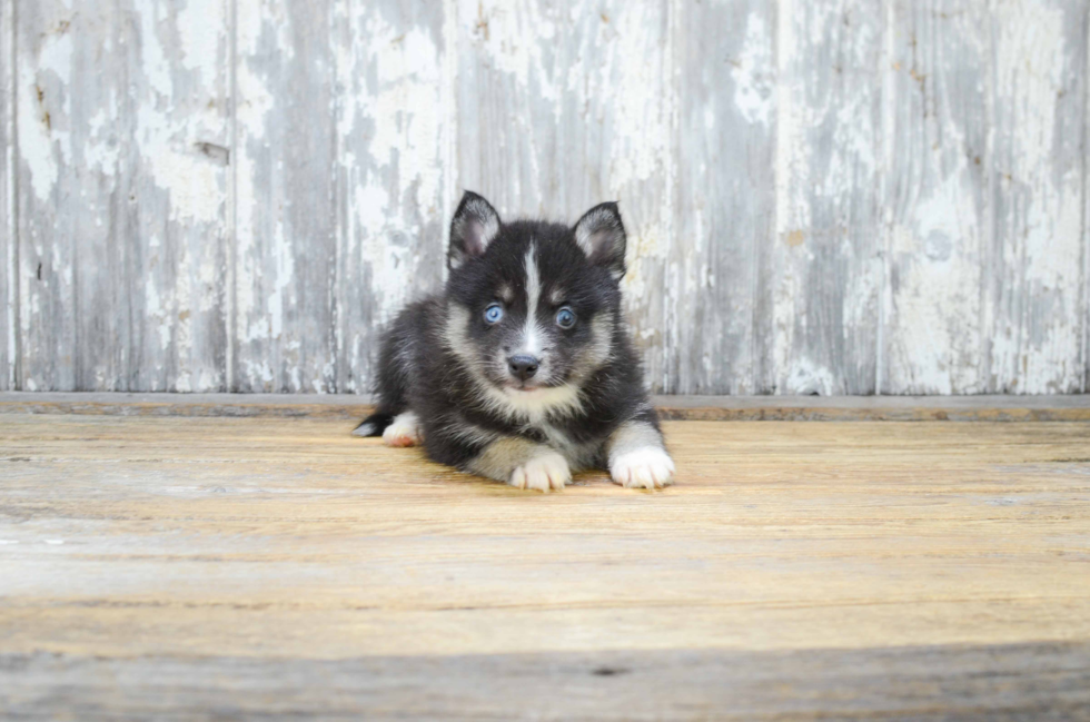 Sweet Pomsky Baby