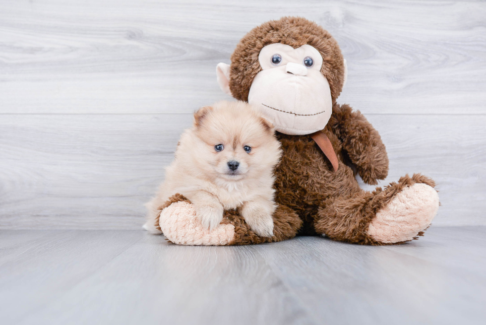 Happy Pomeranian Purebred Puppy