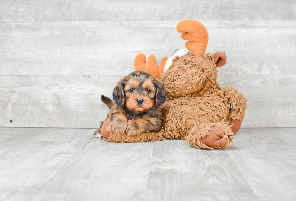 Adorable Cavoodle Poodle Mix Puppy