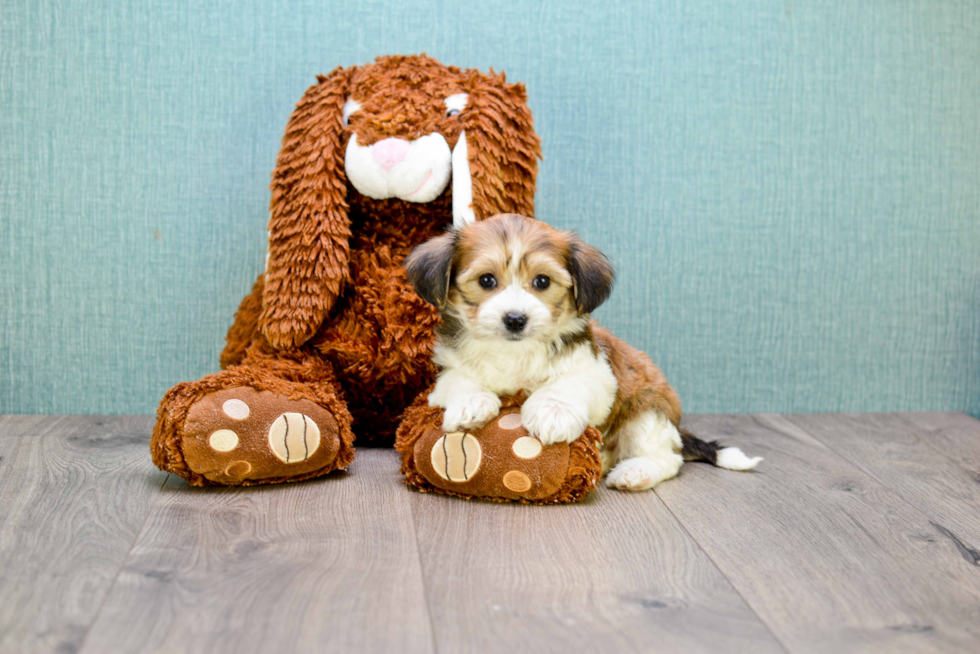 Happy Morkie Baby