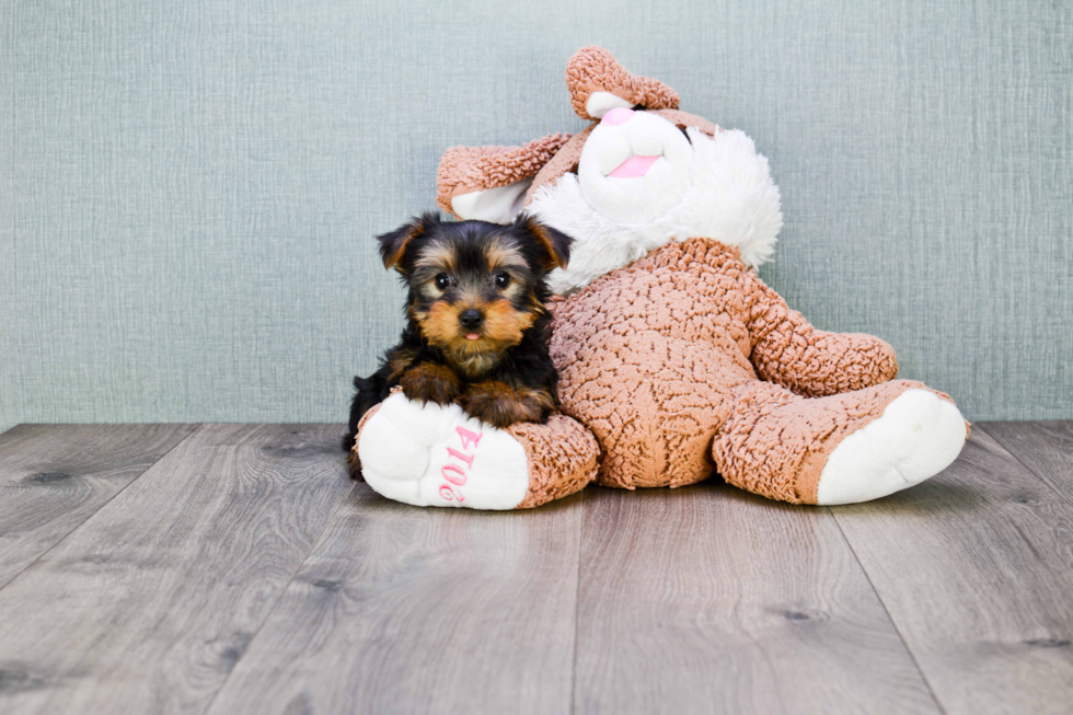 Meet Mindy - our Yorkshire Terrier Puppy Photo 