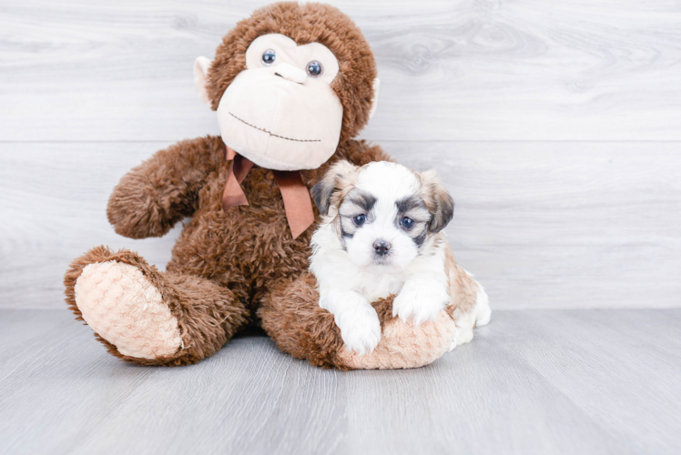 Teddy Bear Pup Being Cute