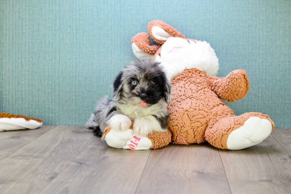 Shorkie Pup Being Cute