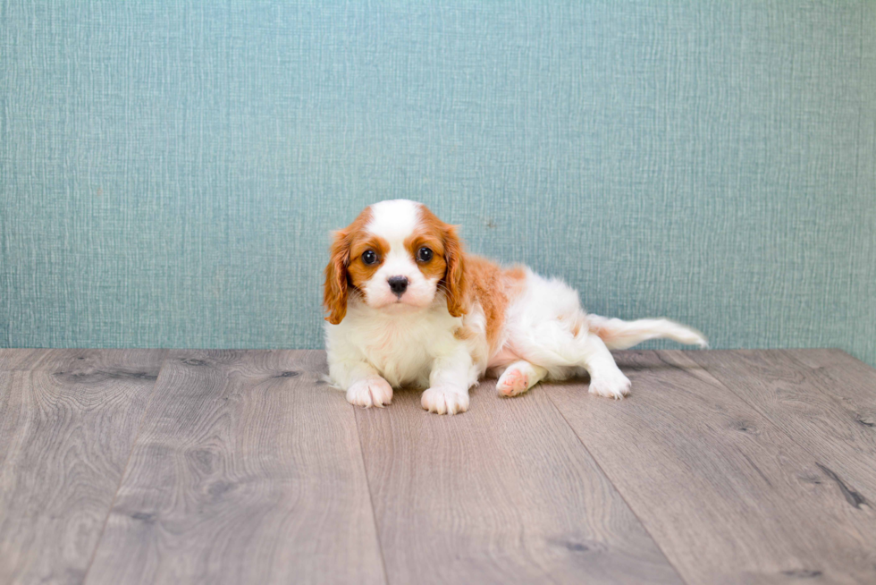 Fluffy Cavalier King Charles Spaniel Purebred Puppy