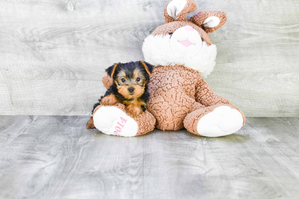 Meet Lisa - our Yorkshire Terrier Puppy Photo 