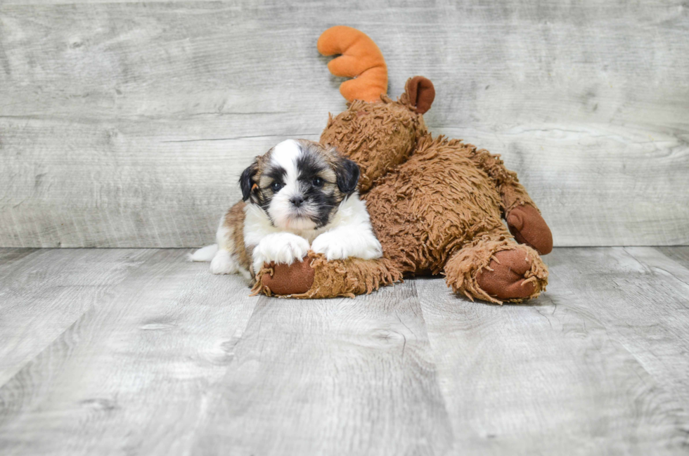 Teddy Bear Pup Being Cute