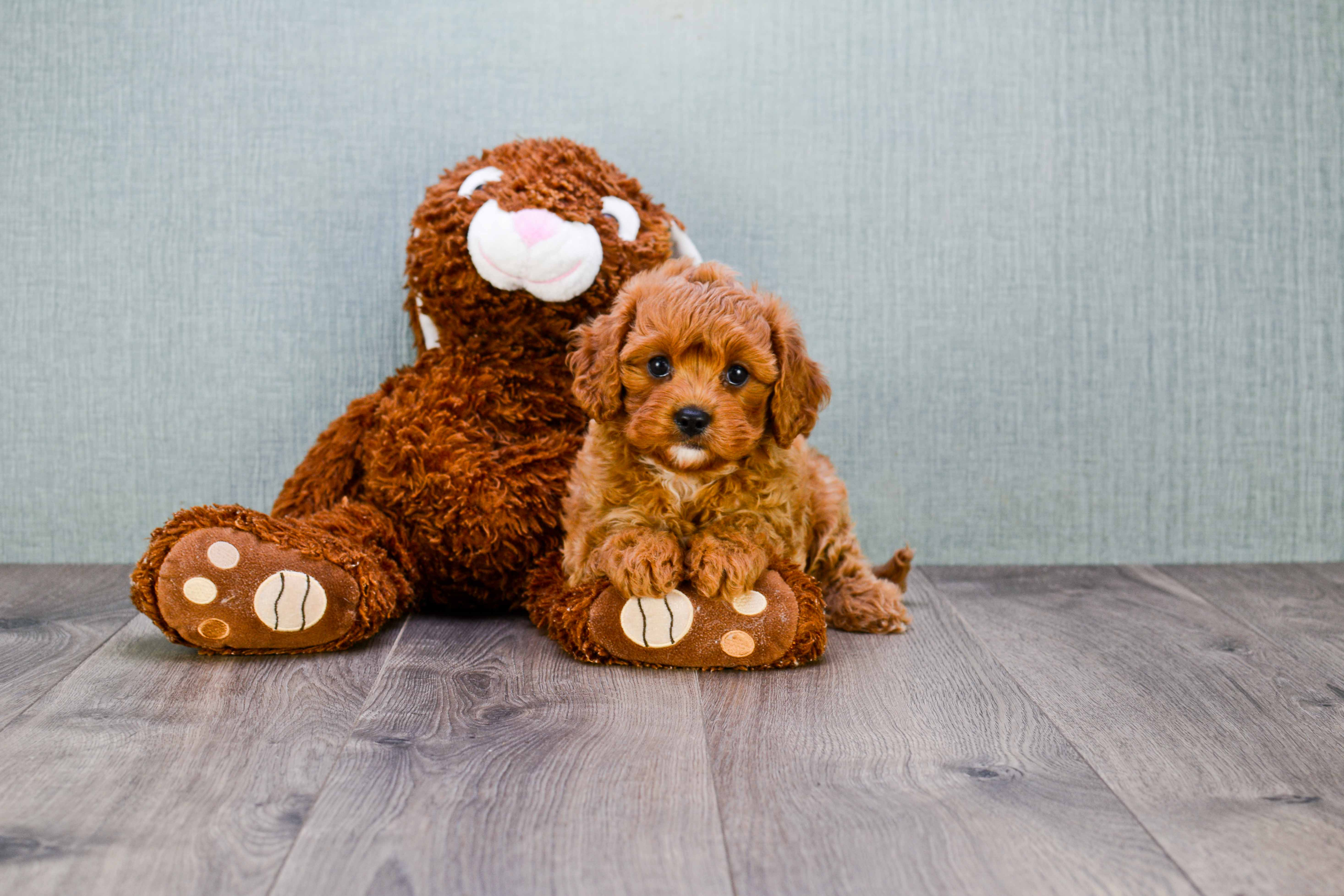 Cavapoo Pup Being Cute