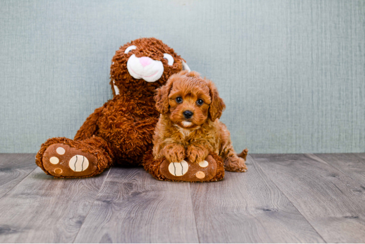 Cavapoo Pup Being Cute