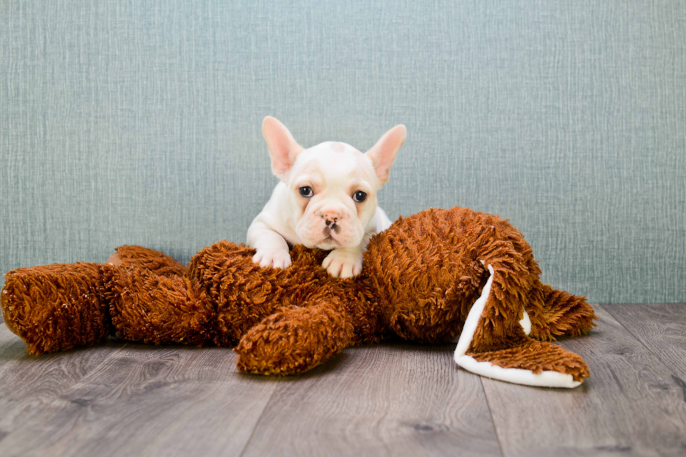 Funny French Bulldog Baby