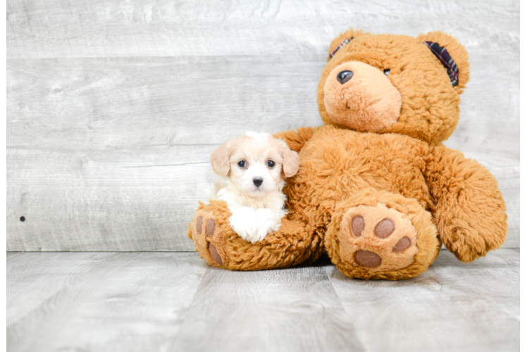 Cavachon Puppy for Adoption