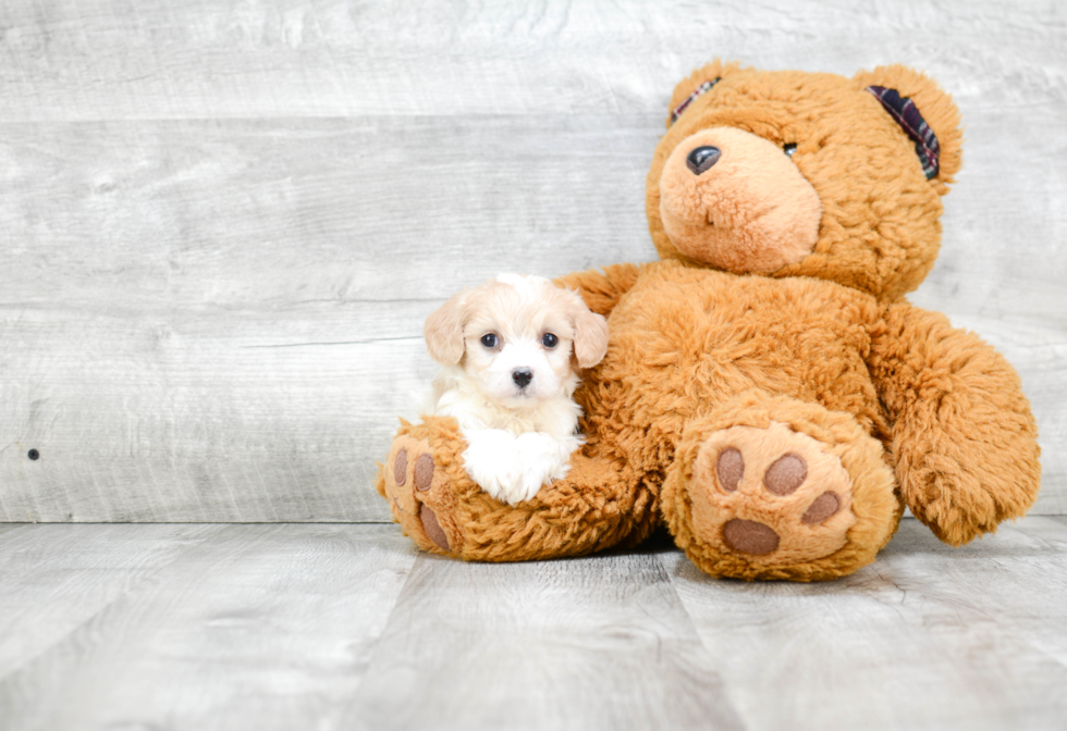 Cavachon Puppy for Adoption