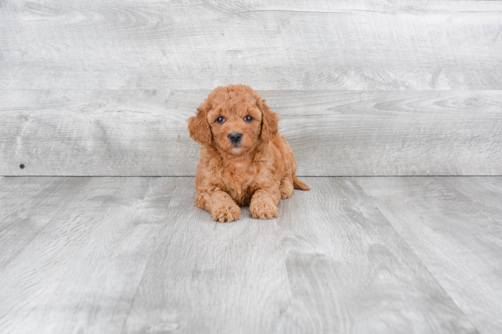 Best Mini Goldendoodle Baby