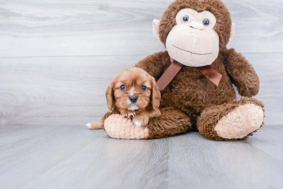 Funny Cavalier King Charles Spaniel Purebred Pup