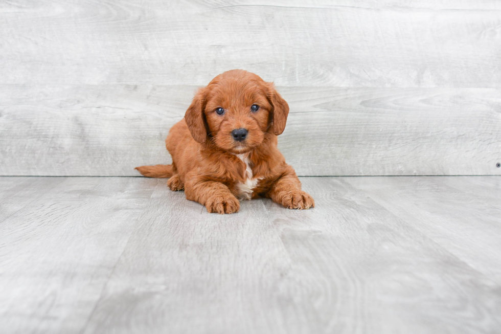 Mini Goldendoodle Puppy for Adoption