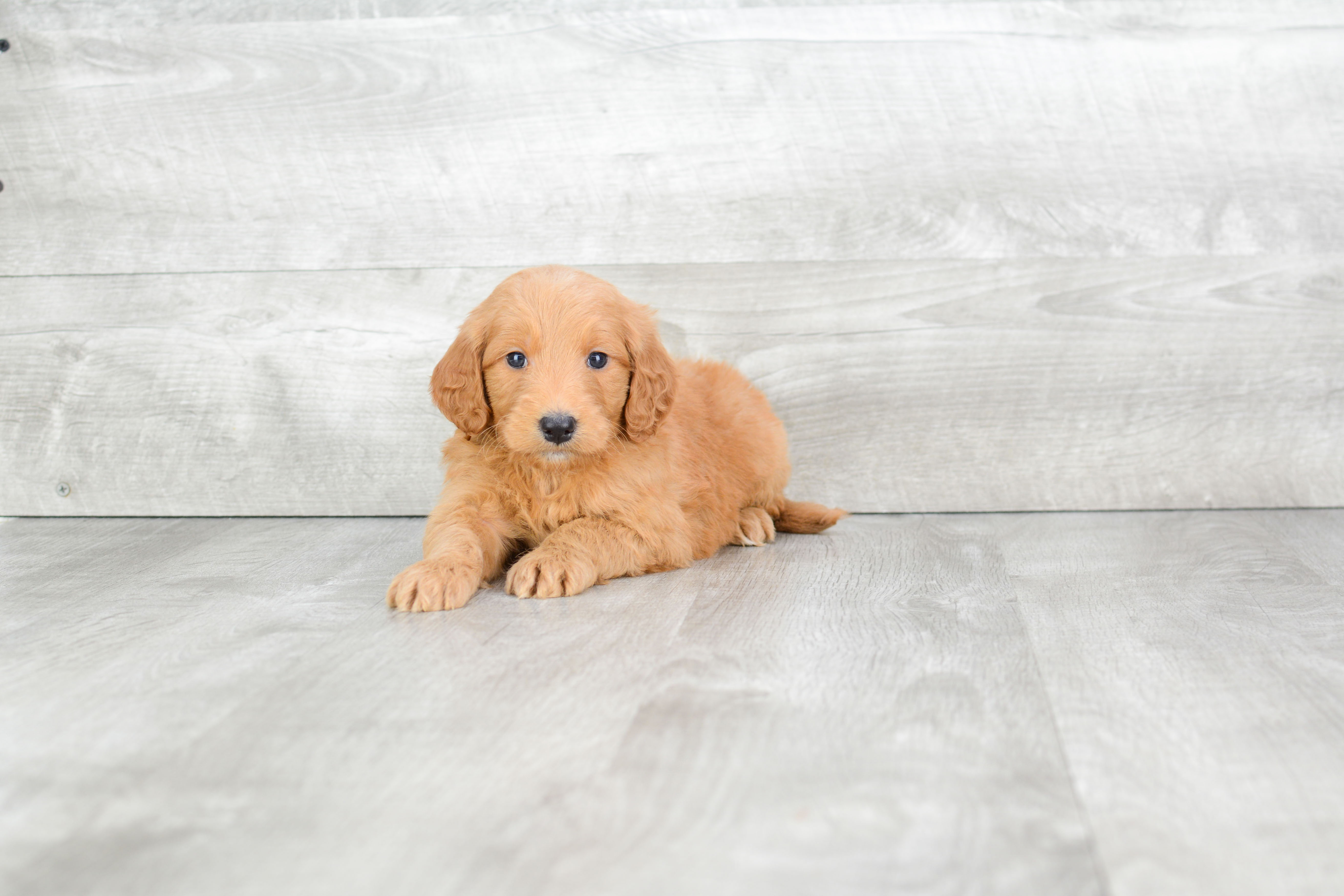 Mini Goldendoodle Pup Being Cute