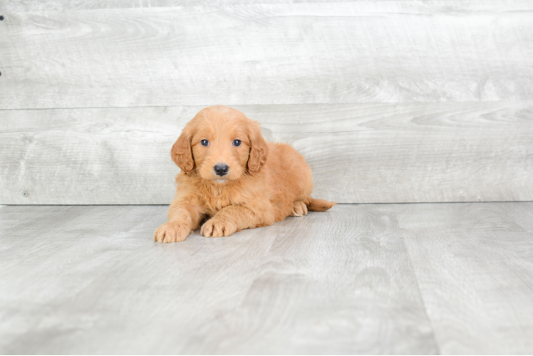 Mini Goldendoodle Pup Being Cute