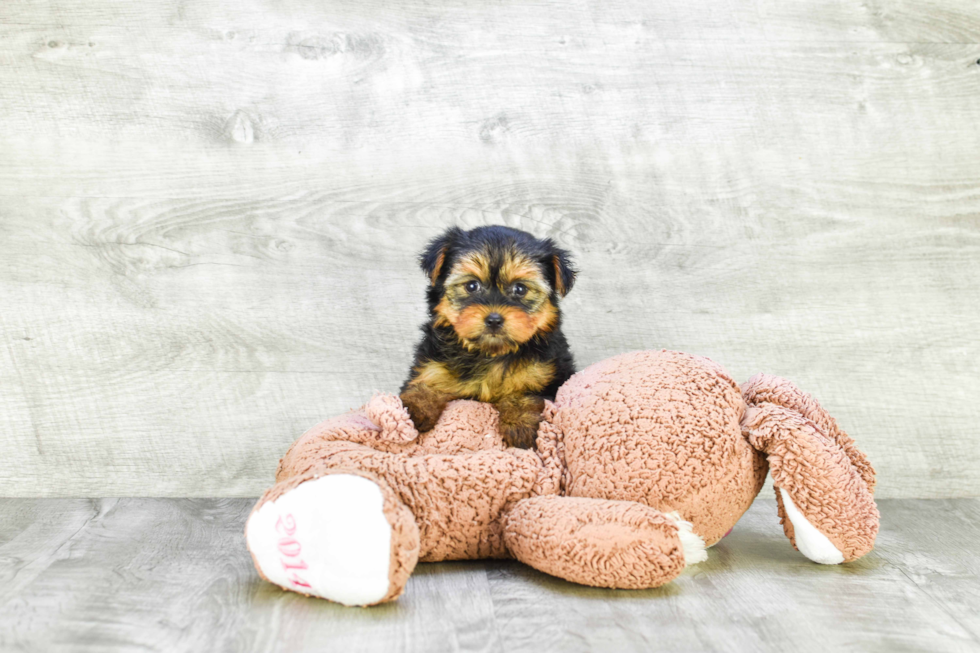 Meet Mandy - our Yorkshire Terrier Puppy Photo 