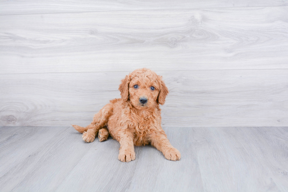 Mini Goldendoodle Puppy for Adoption