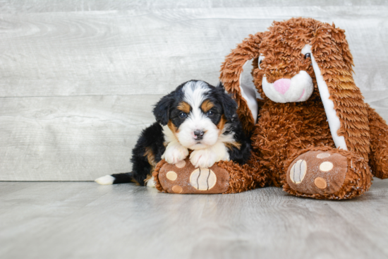 Mini Bernedoodle Pup Being Cute