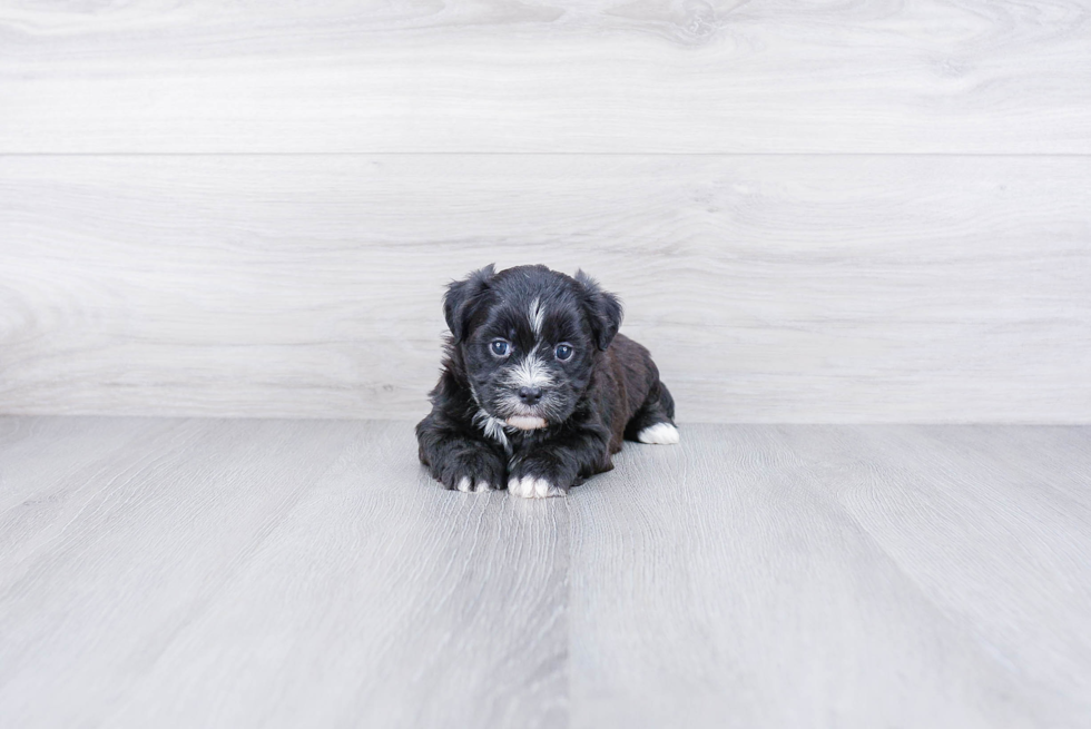 Little Shichon Designer Puppy