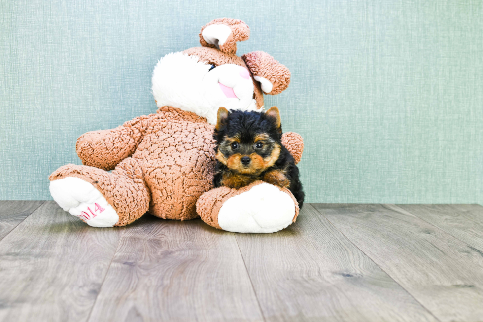 Meet Beckham - our Yorkshire Terrier Puppy Photo 