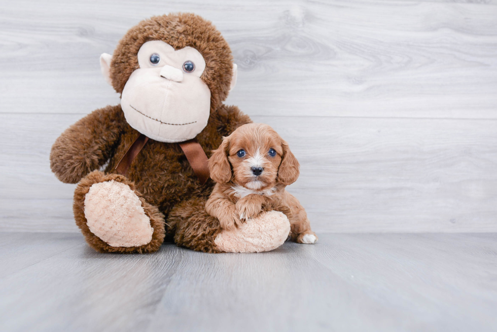 Hypoallergenic Cavoodle Poodle Mix Puppy