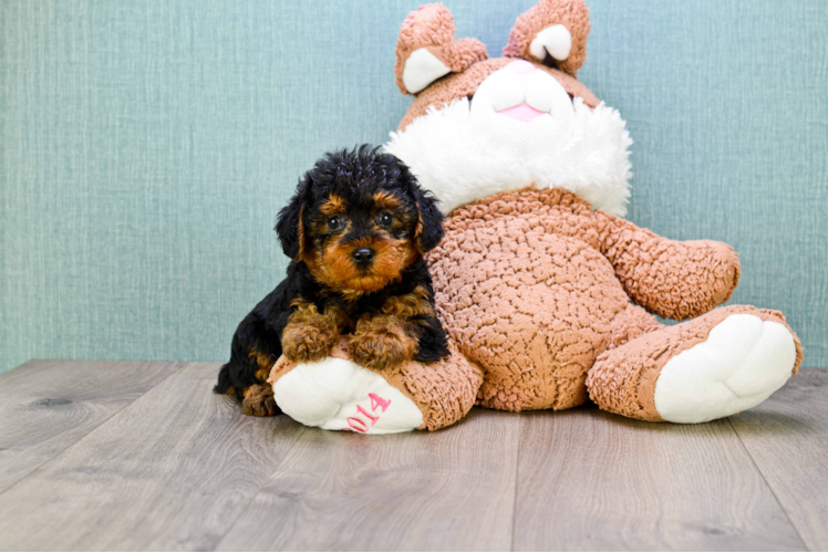 Yorkie Poo Pup Being Cute