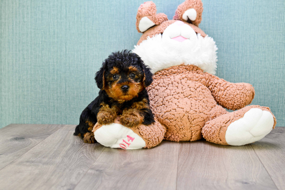 Yorkie Poo Pup Being Cute