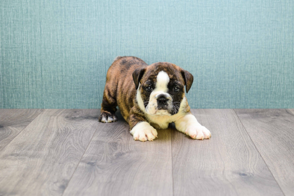 Cute English Bulldog Baby