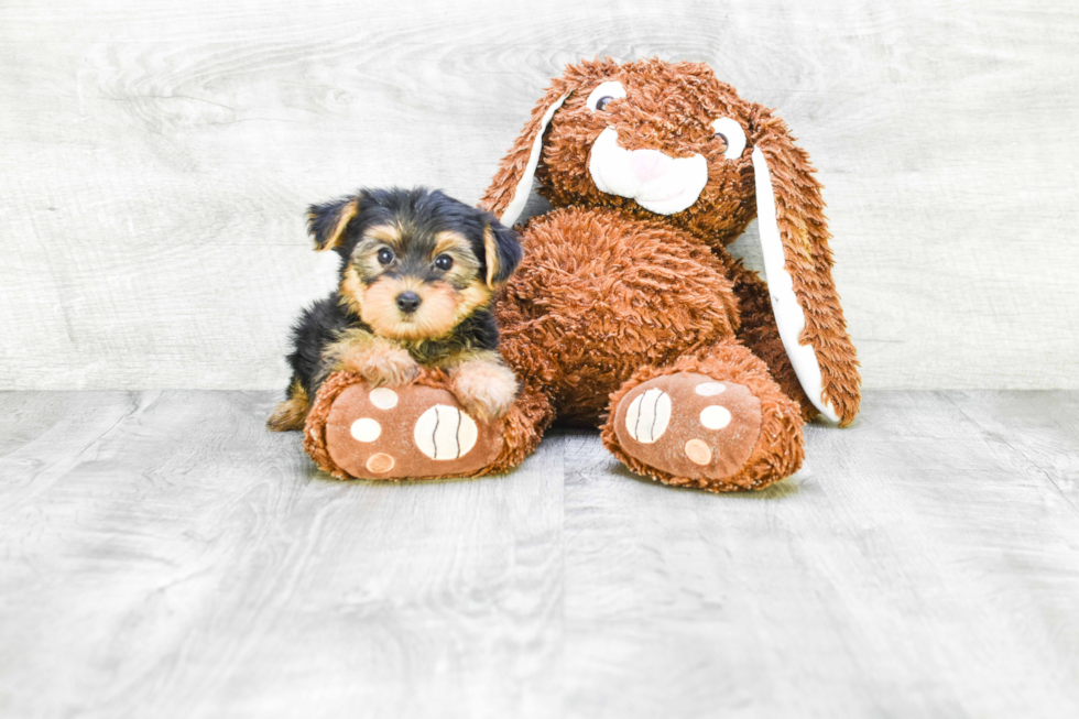 Meet Bella - our Yorkshire Terrier Puppy Photo 