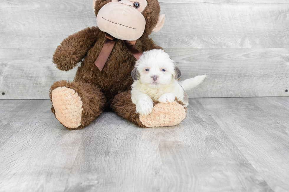 Popular Teddy Bear Designer Pup