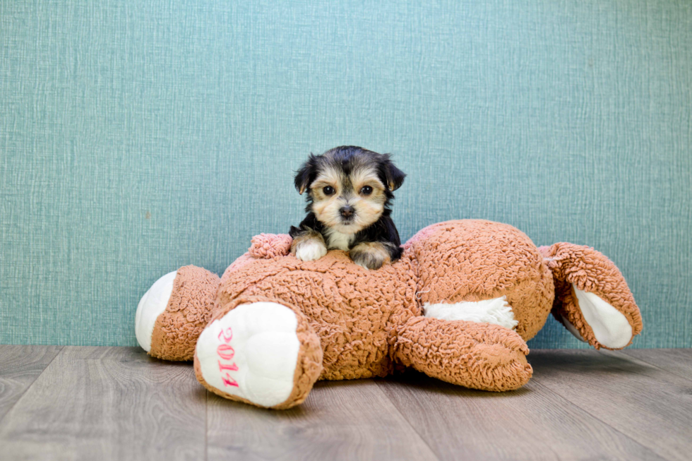 Best Morkie Baby