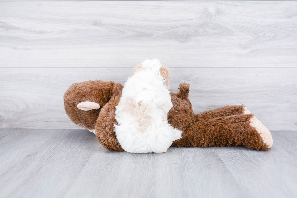 Friendly Cavachon Baby