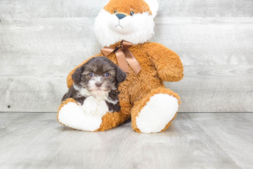 Energetic Havanese Purebred Puppy