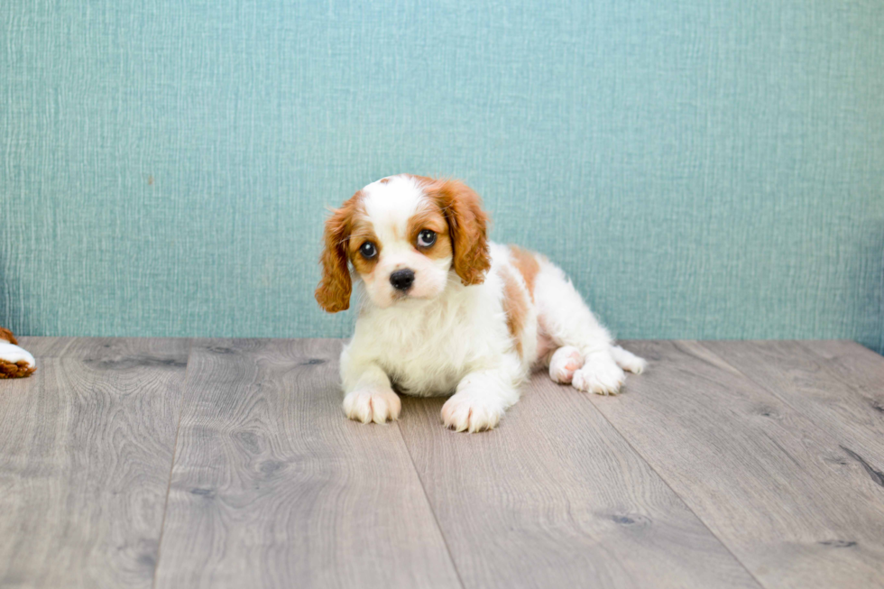 Happy Cavalier King Charles Spaniel Purebred Puppy