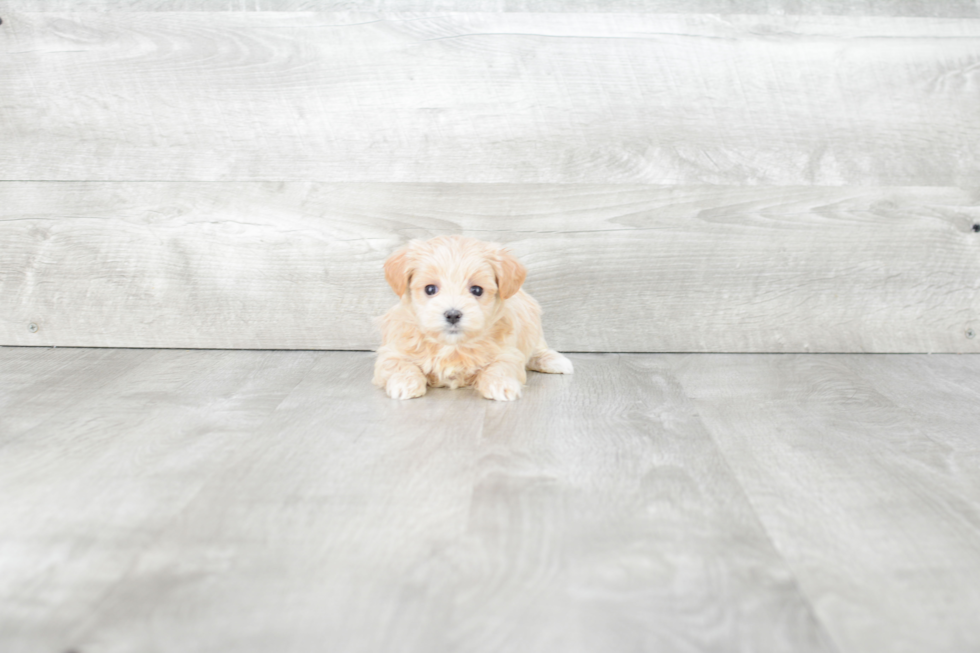 Small Maltipoo Baby