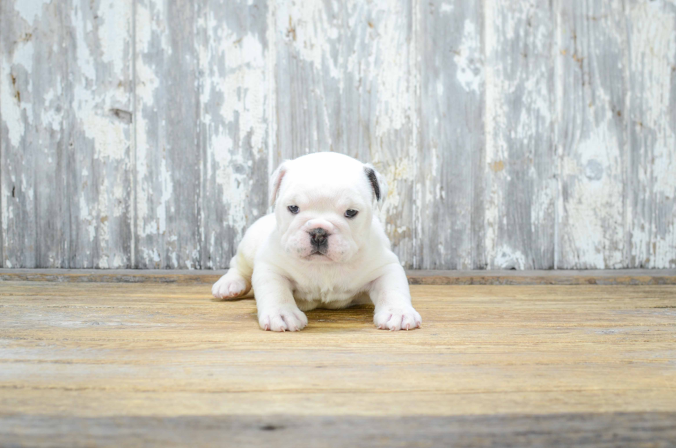 Cute English Bulldog Mix Puppy