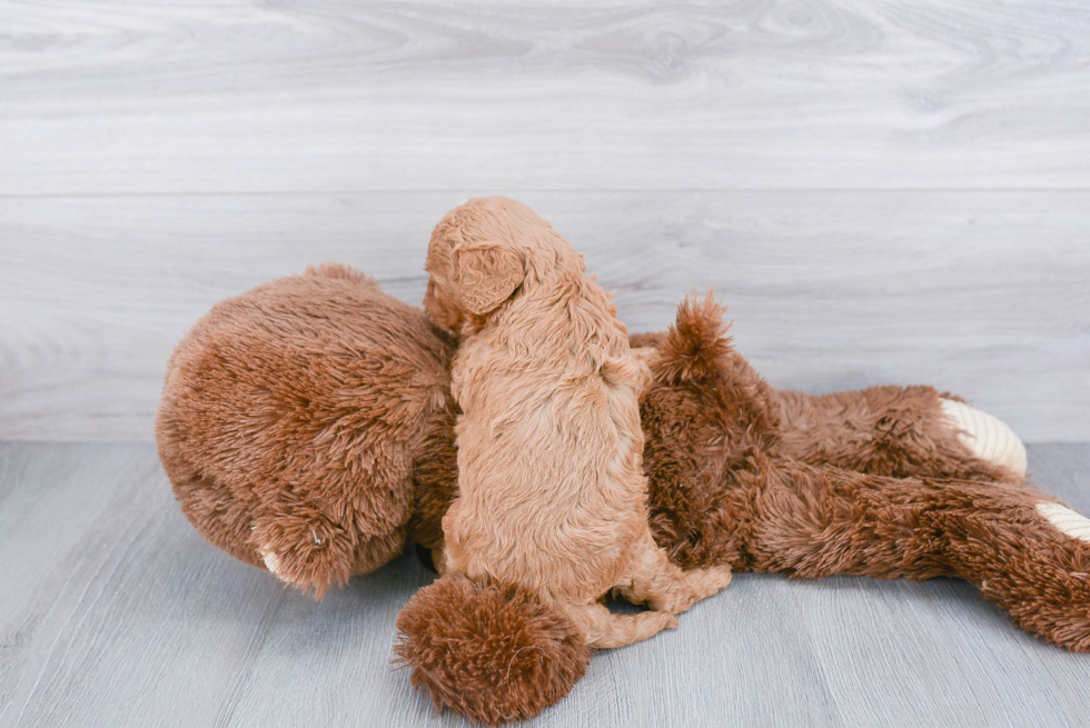 Fluffy Cavapoo Poodle Mix Pup