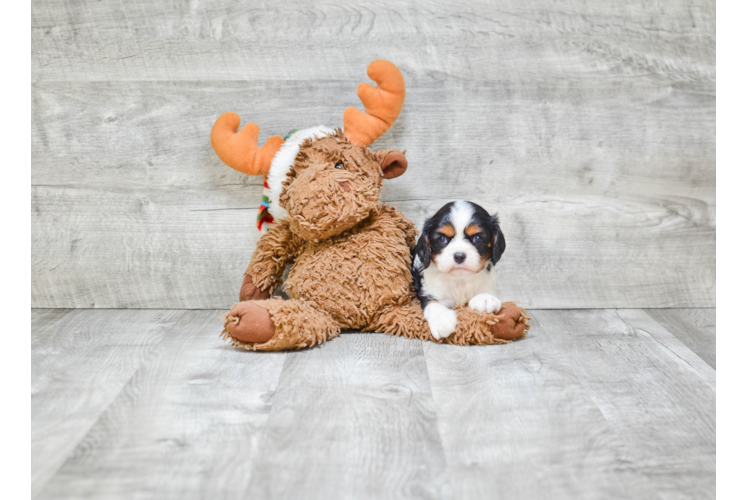 Cavalier King Charles Spaniel Pup Being Cute