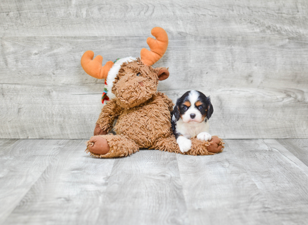 Cavalier King Charles Spaniel Pup Being Cute