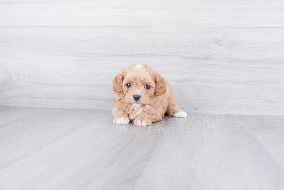 Friendly Cavapoo Baby