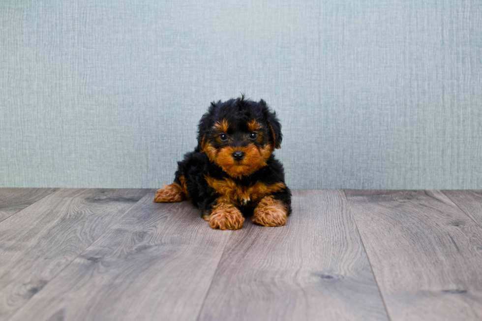 Funny Yorkie Poo Poodle Mix Pup