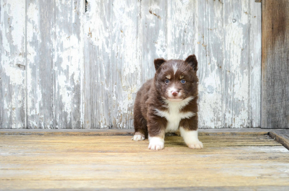 Funny Pomsky Designer Pup