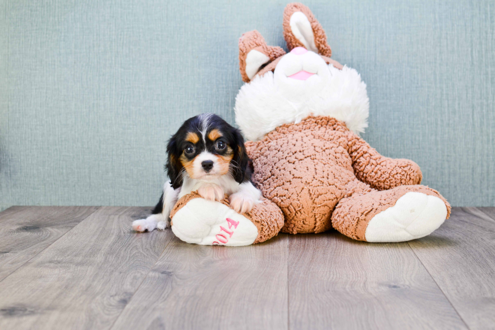 Cavalier King Charles Spaniel Puppy for Adoption